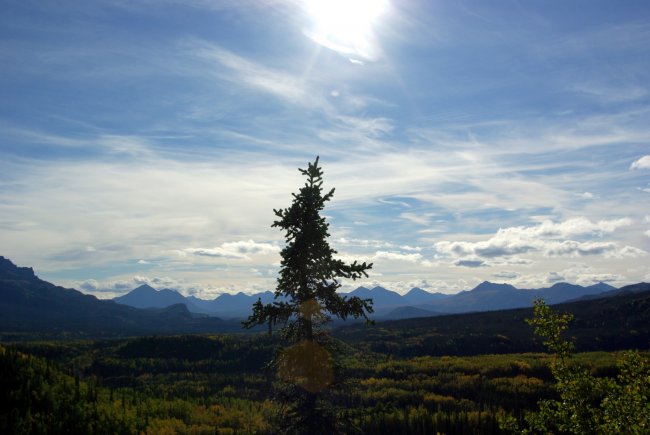 Tree & Scenery 