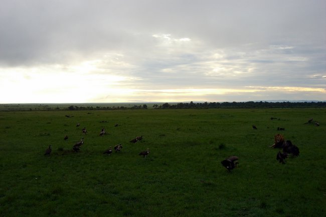 Vultures 