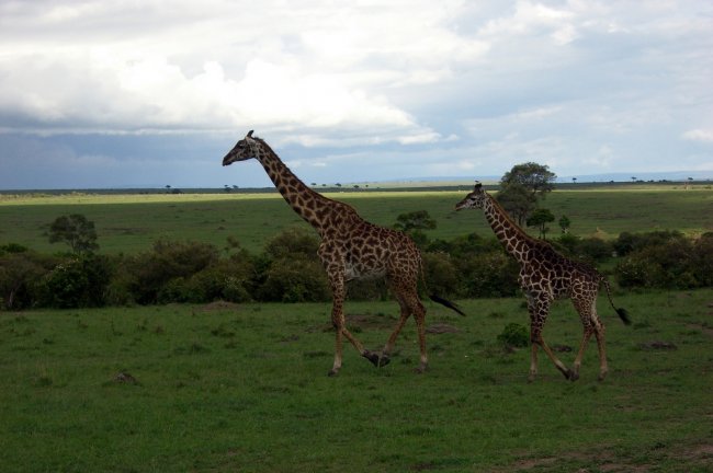Giraffe! 