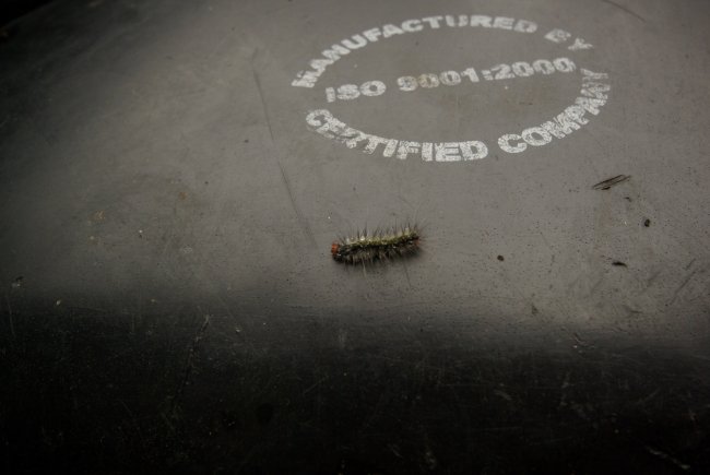 Scary Insect 