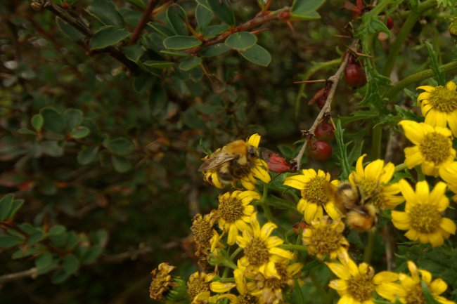 Bees! 