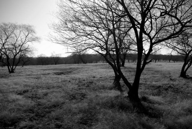 Trees 