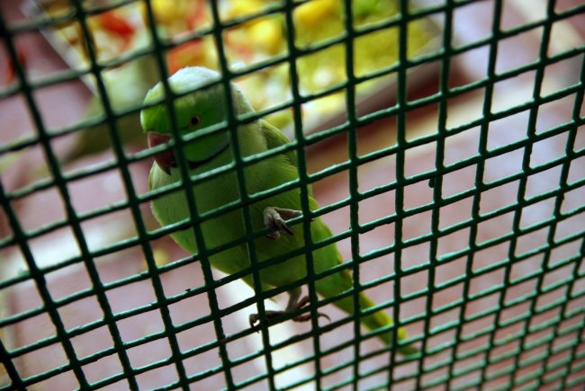 Green Bird 
