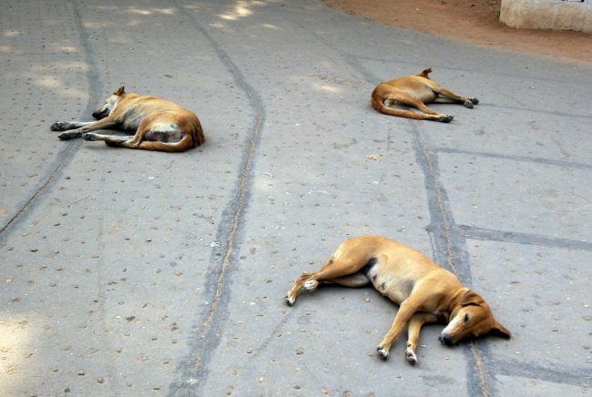 Three Dogs 