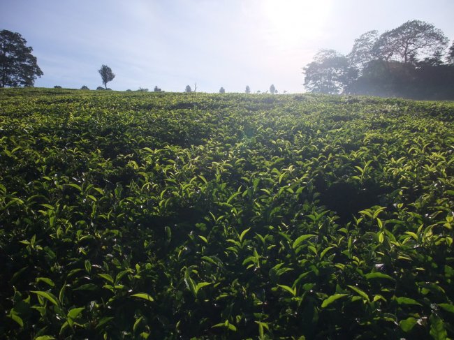 Sunny Tea Plantation
